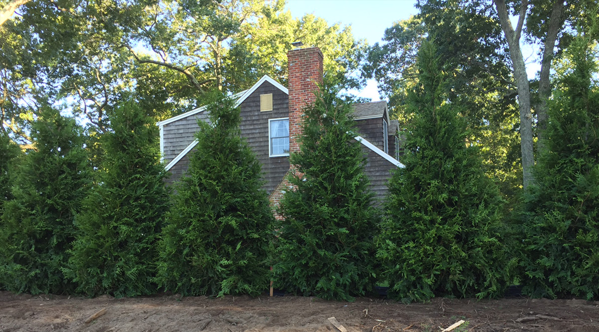 Recent Planting Project - Dart's Tree Farm : Dart's Tree Farm